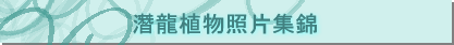 ���s�Ӫ��Ӥ����A